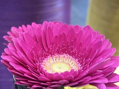 FlowersNL (9)